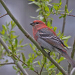 Pine Grosbeak (image by Pete Morris)