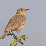 Pink-breasted Lark (image by Pete Morris)
