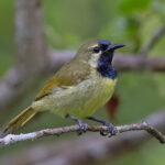 Plain-backed Sunbird (image by Pete Morris)