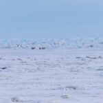 Polar Bears (image by Pete Morris)