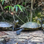 Pond Slider (image by Leo Garrigues)