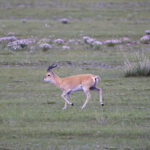 Przevalski's Gazelle (image by Mark Beaman)