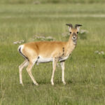 Przevalski's Gazelle (image by Mark Beaman)
