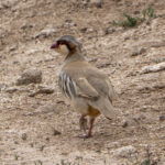 Przevalski's (or Rusty-necklaced) Partridge (image by Mark Beaman)