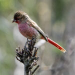 Przevalski's Pinktail (image by Mark Beaman)