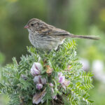 Przevalski's Pinktail female (image by Mark Beaman)
