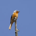 Przevalski's (or Ala Shan) Redstart (image by Mark Beaman)