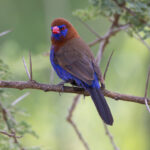 Purple Grenadier (image by Nik Borrow)