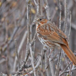 Red Fox Sparrow (image by Pete Morris)