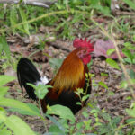 Red Junglefowl (image by Hannu Jännes)