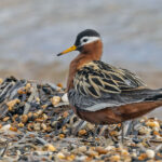 Red Phalarope (image by Pete Morris)