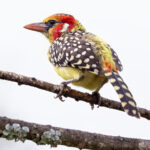 Red-and-yellow Barbet (image by Nik Borrow)