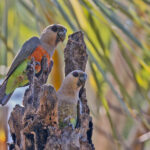 Red-bellied Parrot (image by Pete Morris)