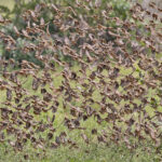 Red-billed Quelea (image by Pete Morris)