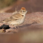 Red-capped Lark (image by Janos Olah)