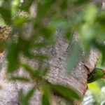 Red-crowned Amazon (image by Leo Garrigues)