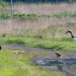 Red-crowned Crane (image by Dave Farrow)