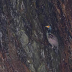 Red-faced Cormorant (image by Pete Morris)