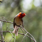 Red-faced Warbler (image by Leo Garrigues)
