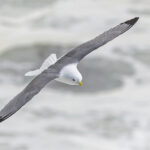 Red-legged Kittiwake (image by Pete Morris)
