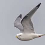 Red-legged Kittiwake (image by Pete Morris)