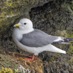 Red-legged Kittiwake (image by Pete Morris)