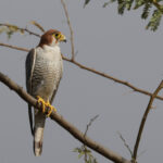 Red-necked Falcon (image by Hannu Jannes)