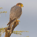 Red-necked Falcon (image by Nik Borrow)