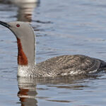 Red-throated Diver (image by Pete Morris)