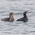 Rhinoceros Auklets (image by Pete Morris)