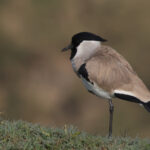 River Lapwing (image by Hannu Jannes)