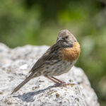 Robin Accentor (image by Mark Beaman)