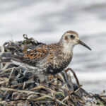 Rock Sandpiper (Nome) (image by Pete Morris)