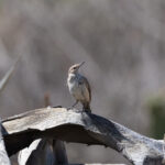Rock Wren (image by Leo Garrigues)