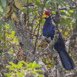 Ross's Turaco (image by Pete Morris)