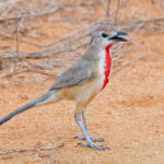 Rosy-patched Bushshrike (Tsavo) (image by Pete Morris)