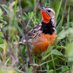 Rosy-throated Longclaw (image by Nik Borrow)