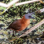 Ruddy Crake (image by Leo Garrigues)