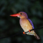 Ruddy Kingfisher (image by Dave Farrow)