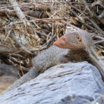 Ruddy Mongoose (image by Hannu Jannes)
