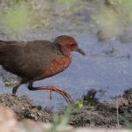Ruddy-breasted Crake (image by Hannu Jannes)