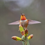 Rufous Hummingbird (image by Pete Morris)