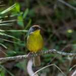 Rufous-capped Brushfinch (image by Leo Garrigues)
