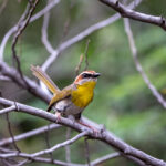 Rufous-capped Warbler (image by Leo Garrigues)