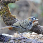 Rufous-chinned Laughingthrush (image by Hannu Jannes)
