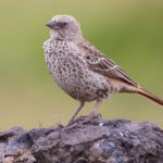 Rufous-tailed Weaver (image by Nik Borrow)