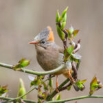 Rufous-vented Yuhina (image by Hannu Jännes)