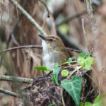 Russet Bush Warbler (image by Hannu Jännes)