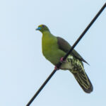 Ryukyu Green Pigeon (image by Dave Farrow)