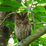 Ryukyu Scops Owl (image by Dave Farrow)